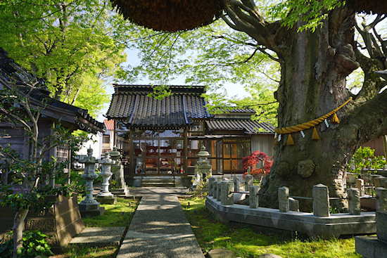 貴舩神社の拝殿とケヤキ