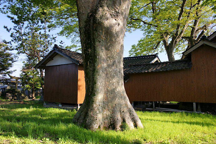 高田神社のケヤキ(北側）