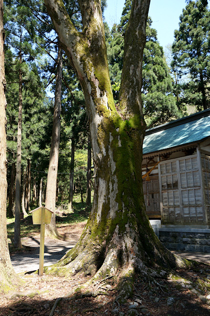 吉野神社のケヤキ
