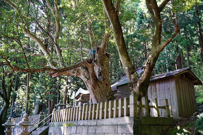 赤崎八幡神社のカゴノキ・ヤマモモ
