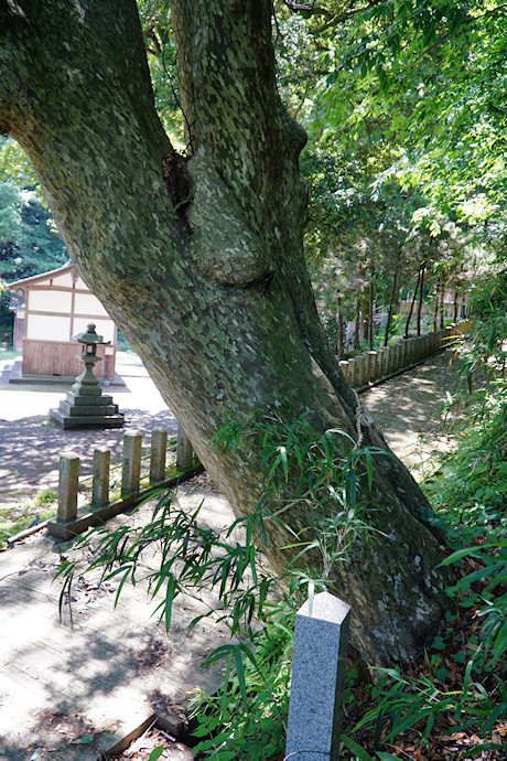 莇生野・剱神社のカゴノキ