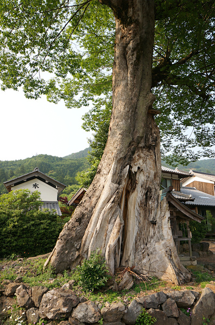 加茂神社のムク
