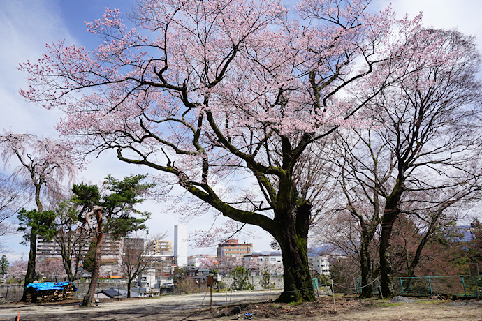千代蔵桜