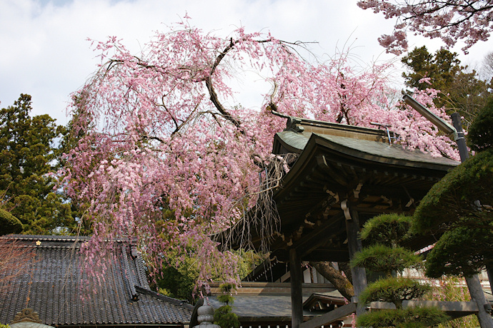 長桂寺の枝垂れ桜