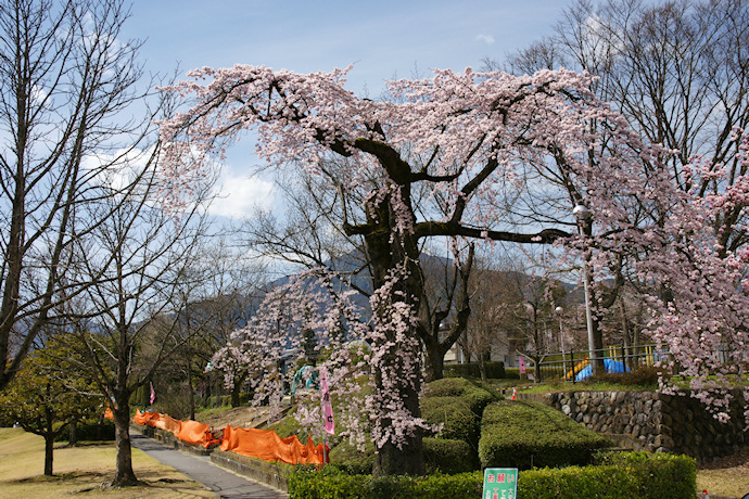 飯田創造館前の枝垂れ桜