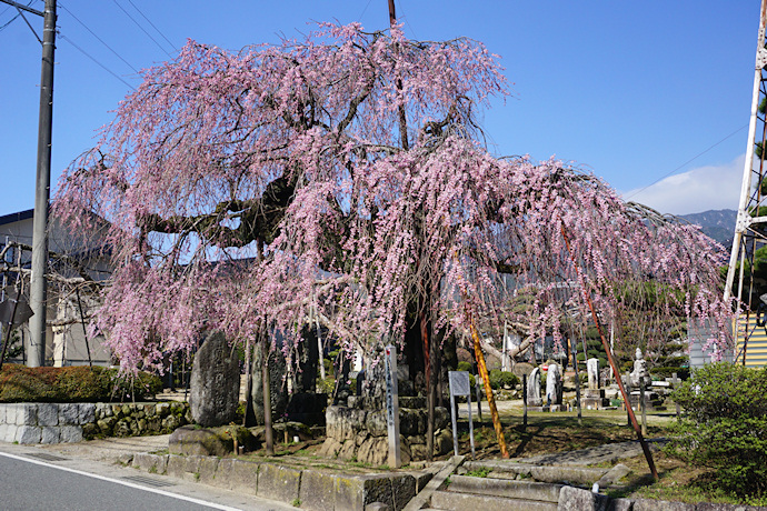 円通庵の枝垂れ桜