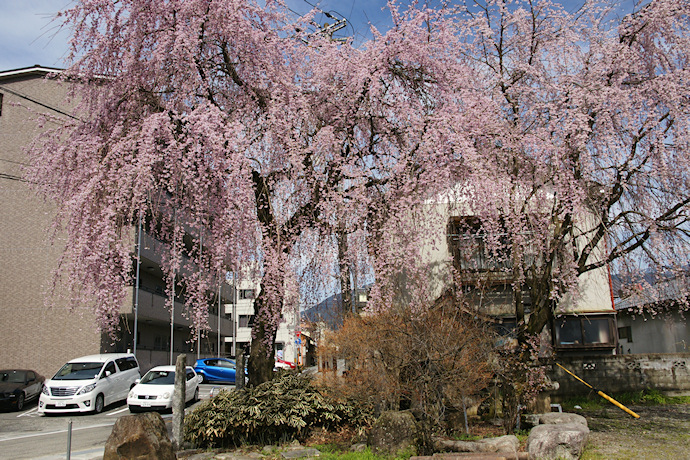 普門院跡の糸桜