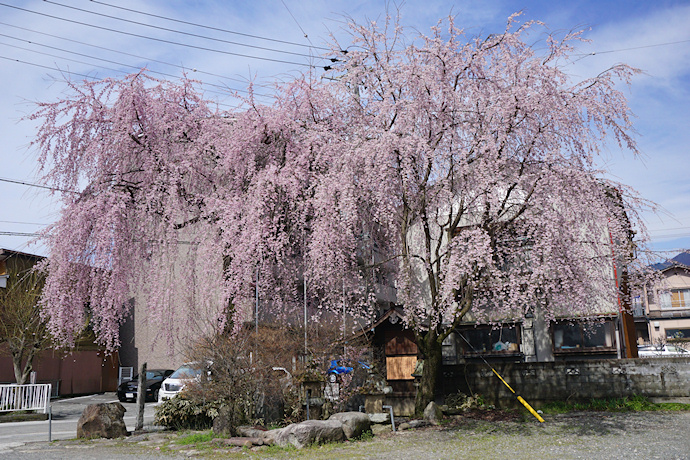 普門院跡の糸桜