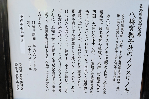 八幡宮鞠子社のメグスリノキ説明板