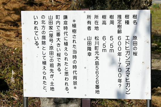 原田の桜説明板