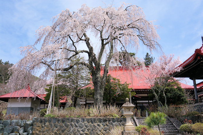 常福寺の枝垂れ桜