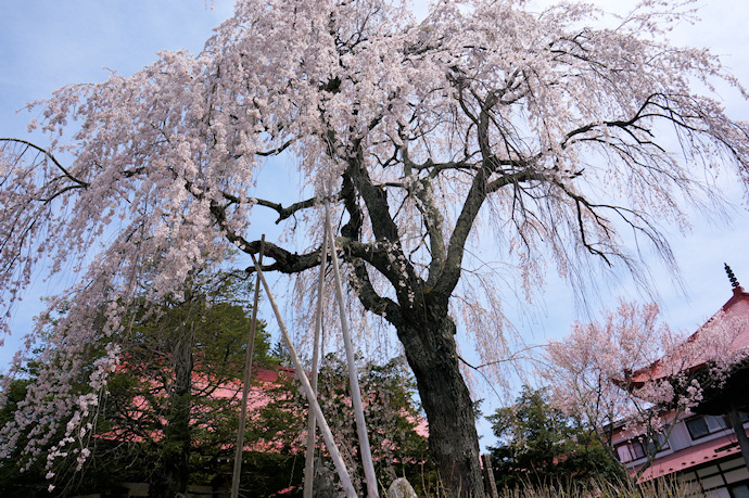 常福寺の枝垂れ桜