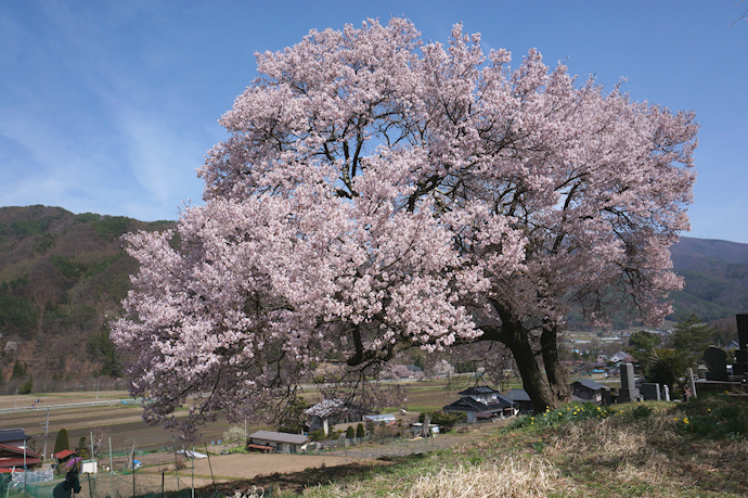 勝間薬師堂近くの墓地の桜