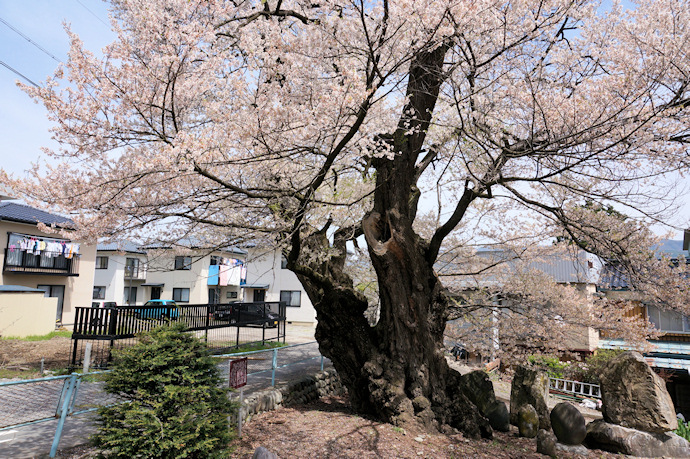 北殿のエドヒガン桜
