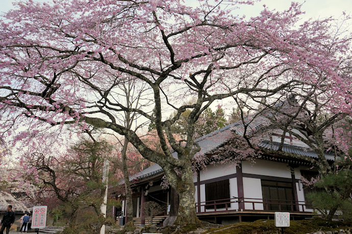 光前寺の桜と講堂