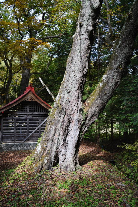 熊野諏訪神社のトチノキ（1）