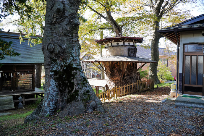 葛井神社のケヤキ