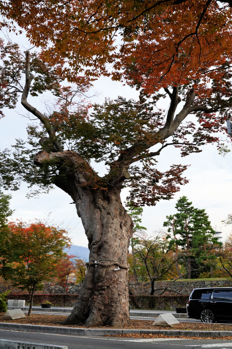 松本神社前のケヤキ（中央分離帯）