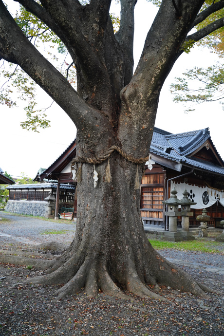 松本神社のケヤキ