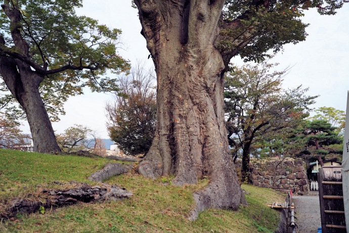 松本城のケヤキ