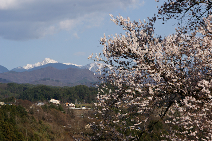 中西の桜と南アルプス