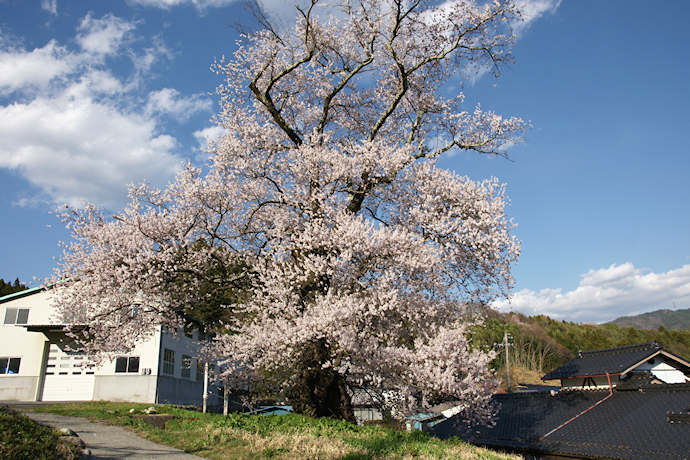 中西の桜