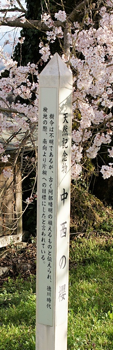 中西の桜・標柱