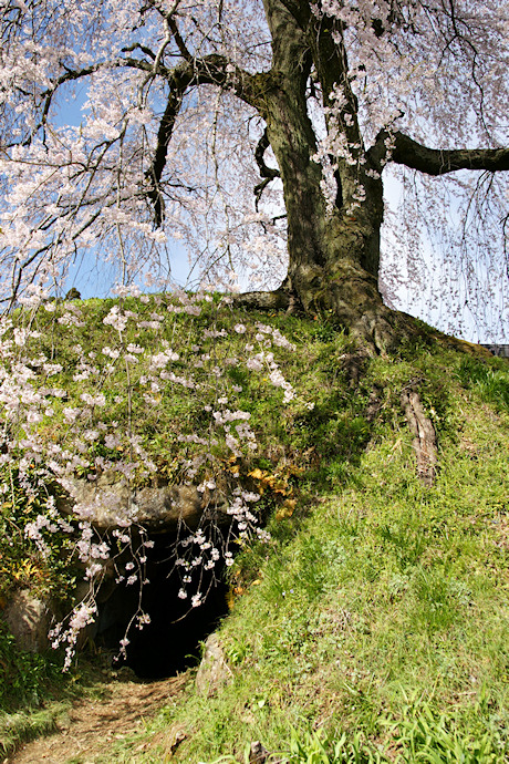 古墳石室と石塚桜