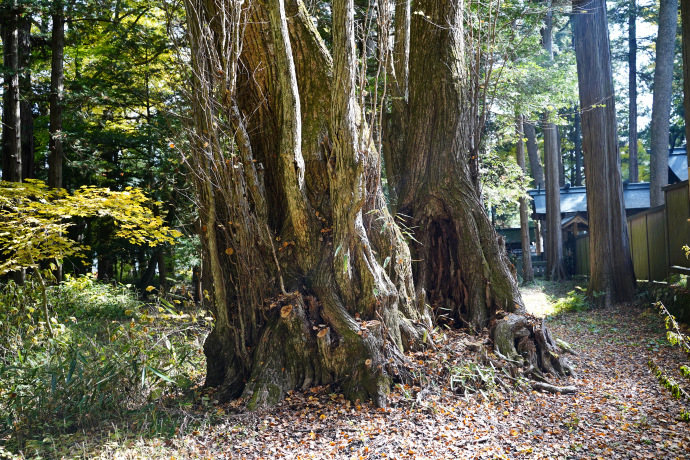 小野神社のカツラ