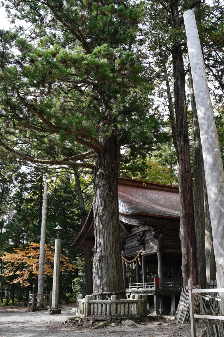 矢彦神社のスギ
