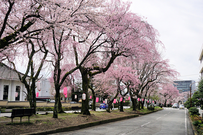 大宮通りの桜並木