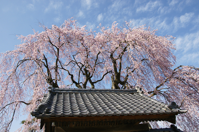 増泉寺の天蓋しだれ桜