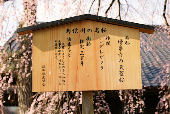 増泉寺の天蓋桜　説明板