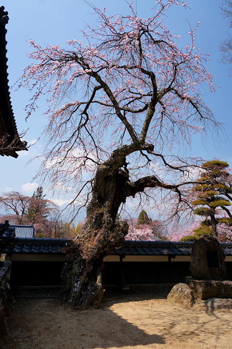 蔵沢寺のしだれ桜
