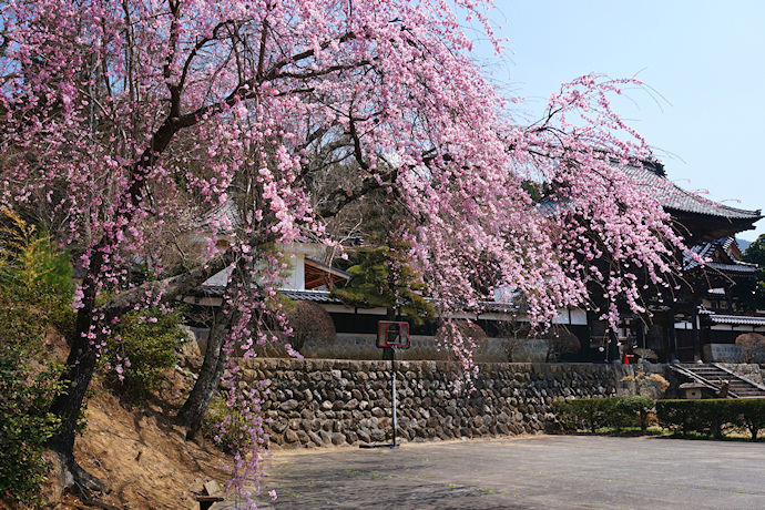 蔵沢寺のしだれ桜