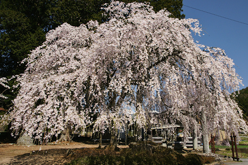 青屋神明神社の枝垂れ桜２