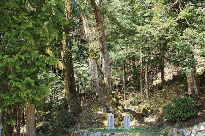 浅井神明神社の山桜と榎