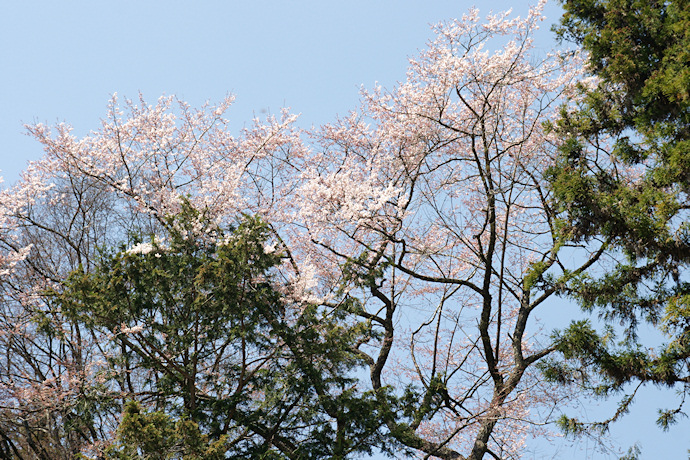 浅井神明神社の山桜
