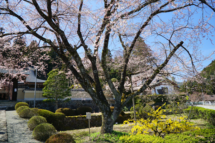 永養寺の淡墨桜