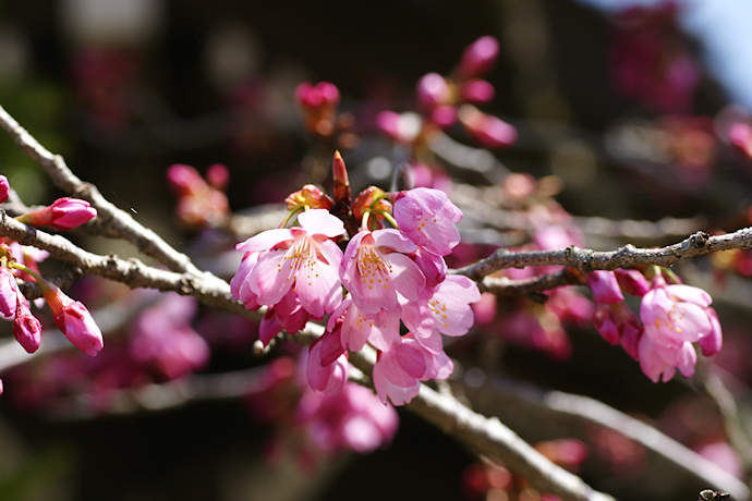 円城寺の桜