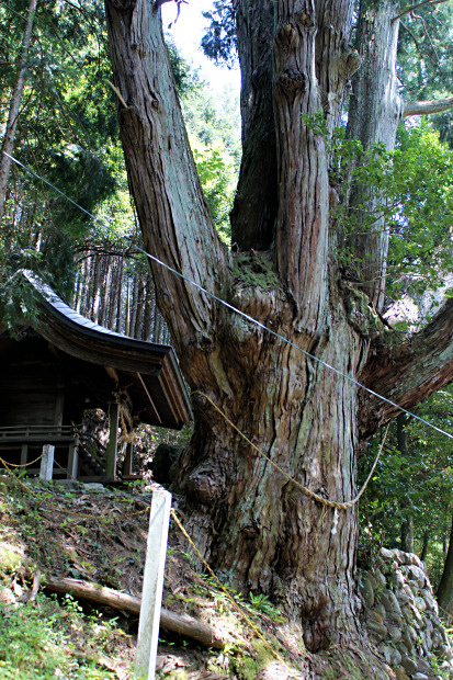 白山神社の六本ヒノキ