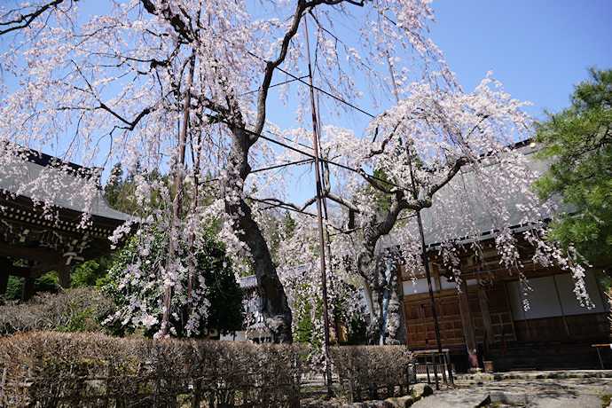 宝蓮寺の枝垂れ桜
