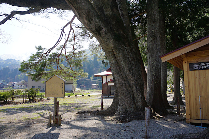 飯島八幡神社の榎