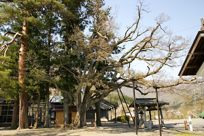 飯島八幡神社の榎