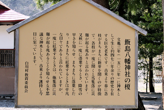飯島八幡神社の榎　説明板