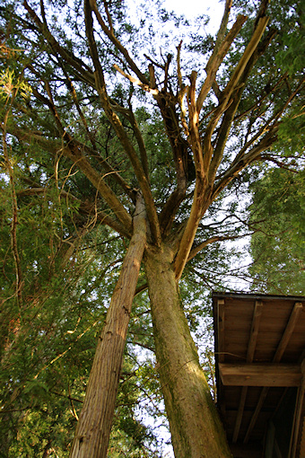 加茂神社のカヤの木