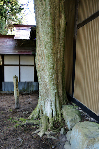 加茂神社のカヤの木