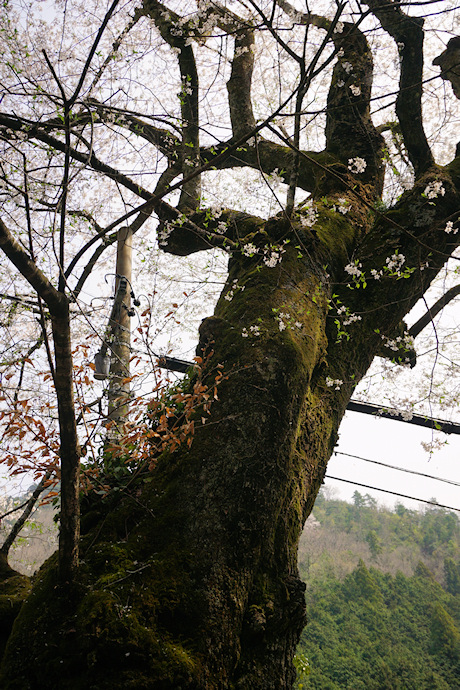 甘南美寺の桜