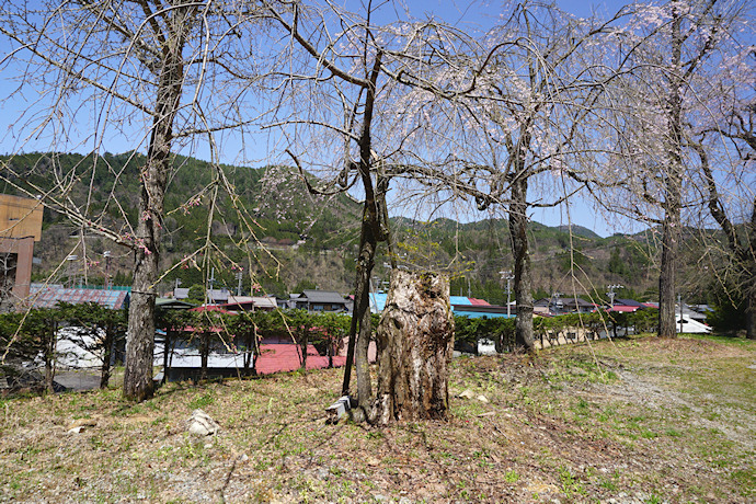 八幡神社の枝垂れ桜