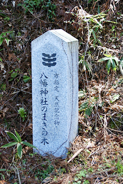 八幡神社のまきの木石碑